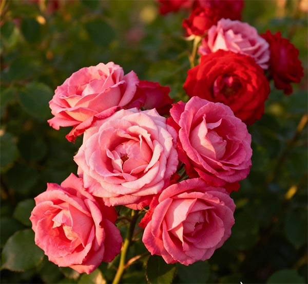 Hydrating and Elastic Repairing Essence